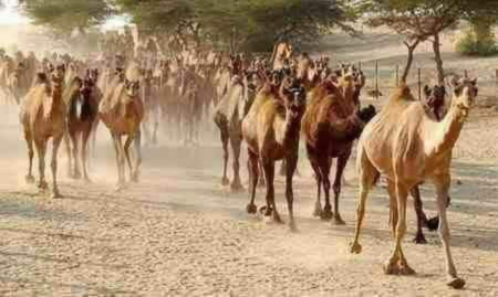 Die kuriose Rückkehr der Entflohenen