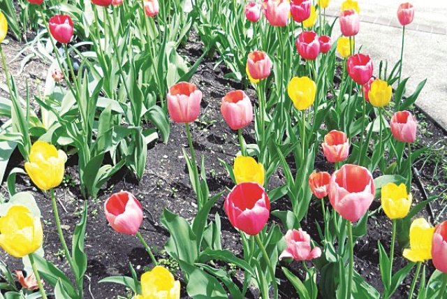 Tulpen und Hyzinthen blühen in der Wüste