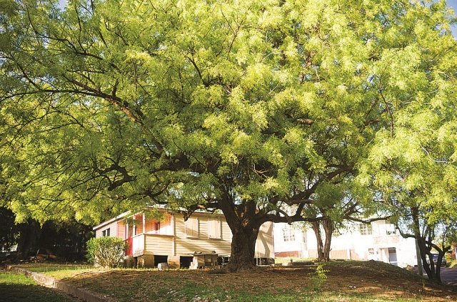 Indien : der medizinische Garten der Welt